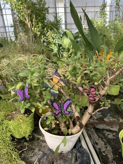 Petit papillon – Image 5