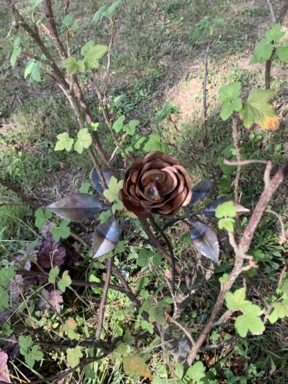 Rose – Image 4